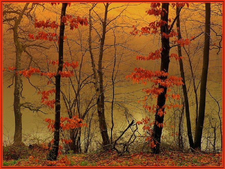 JESIEŃ7 - Red-Leaves-in-Fall.jpg